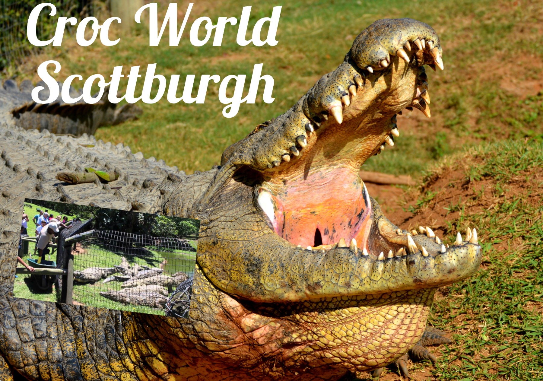 Activities at and close to River Valley Resort - crocworld