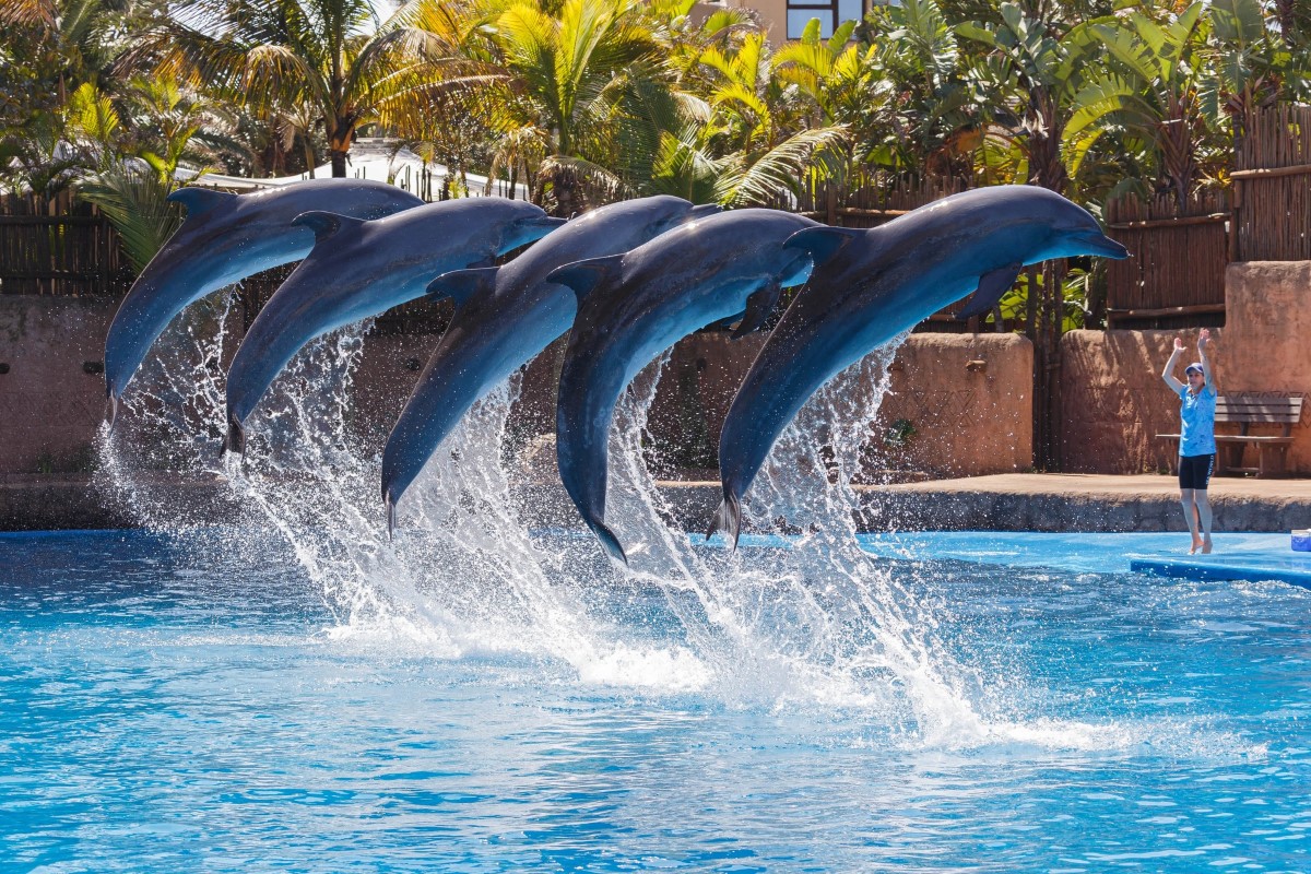 Dolphin Show in Durban